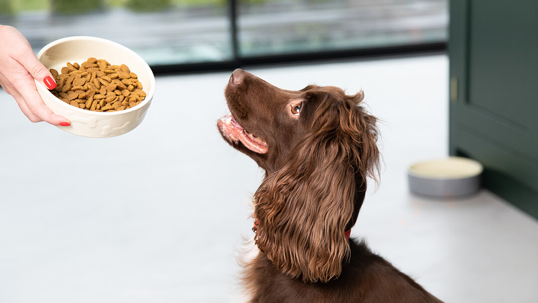 Feeding grain shop free dog food